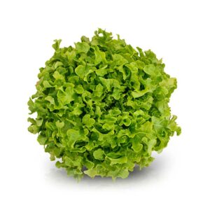 lechuga mimo